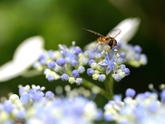 蜜を求めて…。紫陽花②。