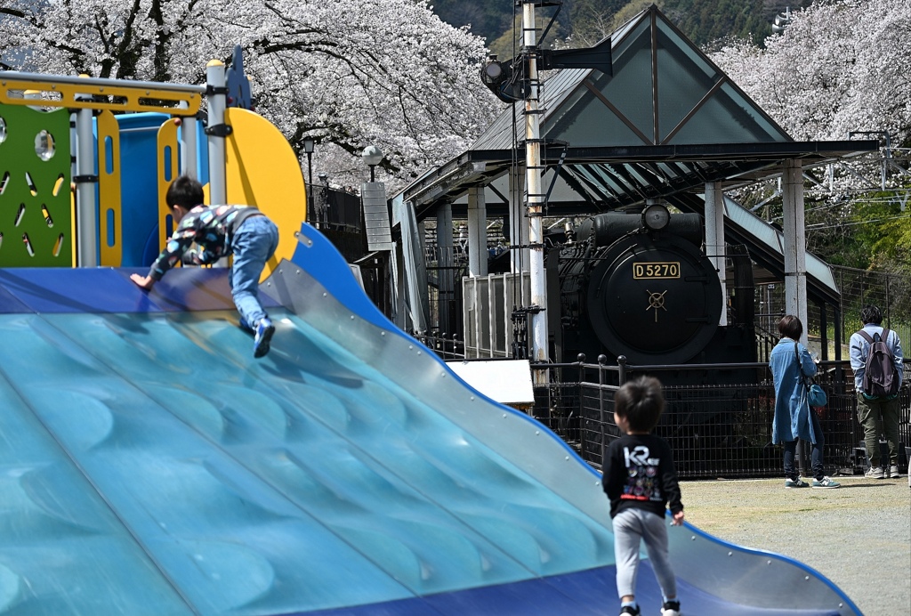 桜咲く山北鉄道公園と蒸気機関車Ｄ52。