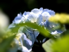 紫陽花。