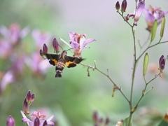 ホトトギスにホバリング。