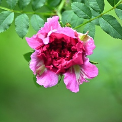 十六夜薔薇。