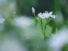 シャガ。