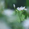 シャガ。