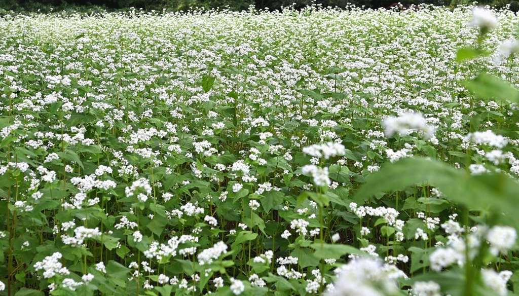 蕎麦畑。