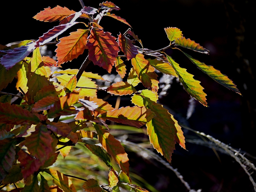 コナラ盆栽の紅葉。