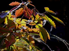 コナラ盆栽の紅葉。
