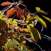 コナラ盆栽の紅葉。