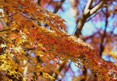 紅葉。