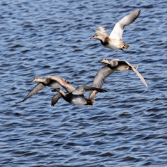 オカヨシガモ。