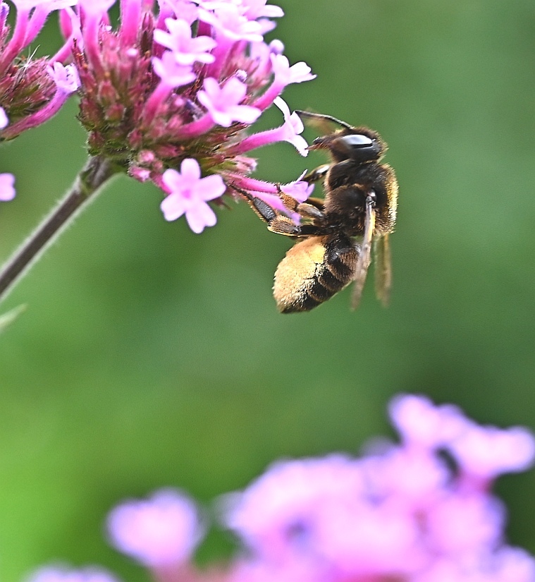 蜜と花粉団子を運ぶ…ミツバチ。