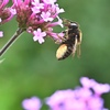 蜜と花粉団子を運ぶ…ミツバチ。