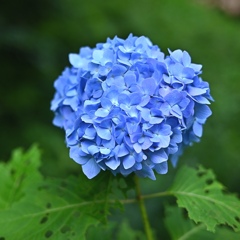 紫陽花…東高根森林公園。
