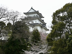桜　小田原城。