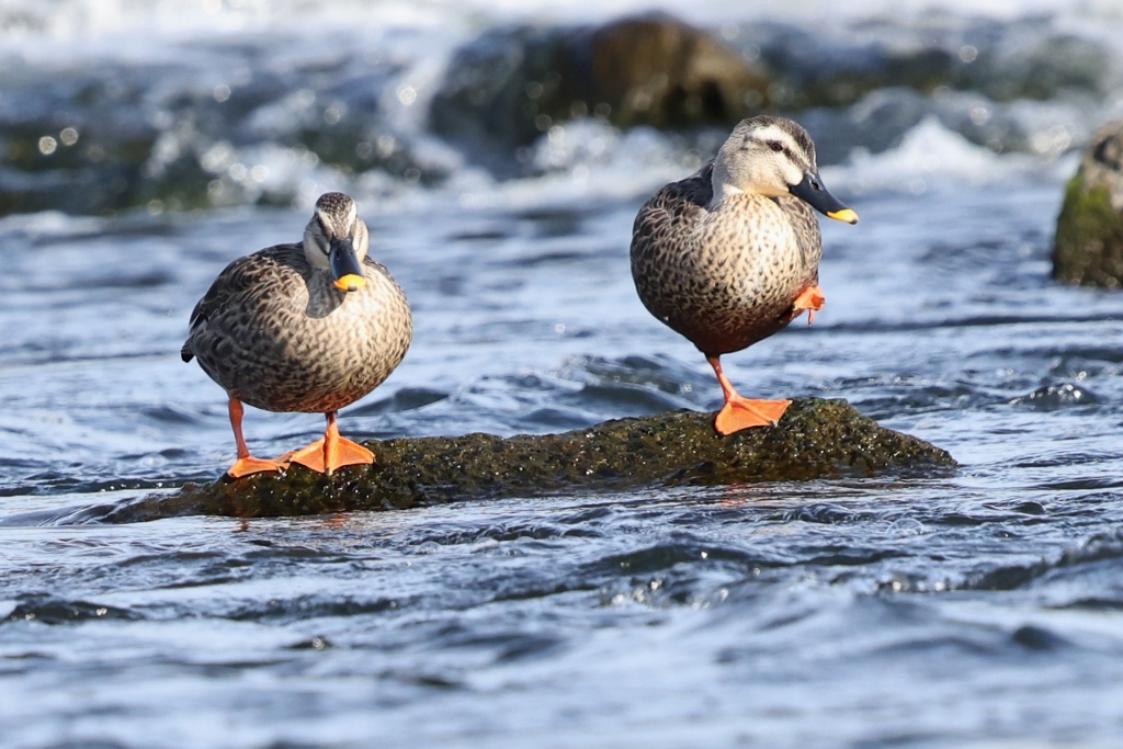 なかよしカルガモ。