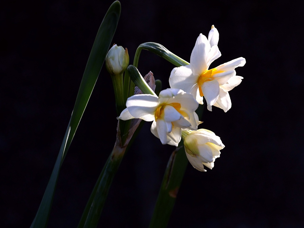 水仙。