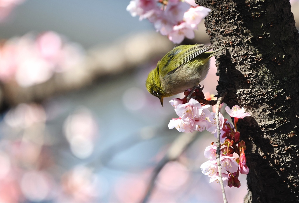 河津桜とメジロ。