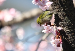 河津桜とメジロ。