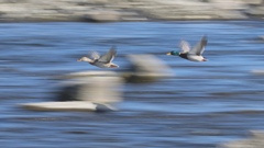 シンクロ飛行（つがいのカモ）。