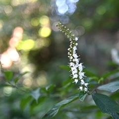 氷の花「シモバシラ」の白い花。