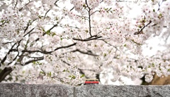 満開の桜と小湊鐵道キハ200型（模型）。