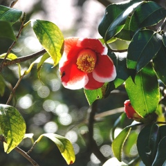 可憐な花つばき。