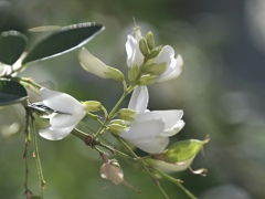萩（白花）。