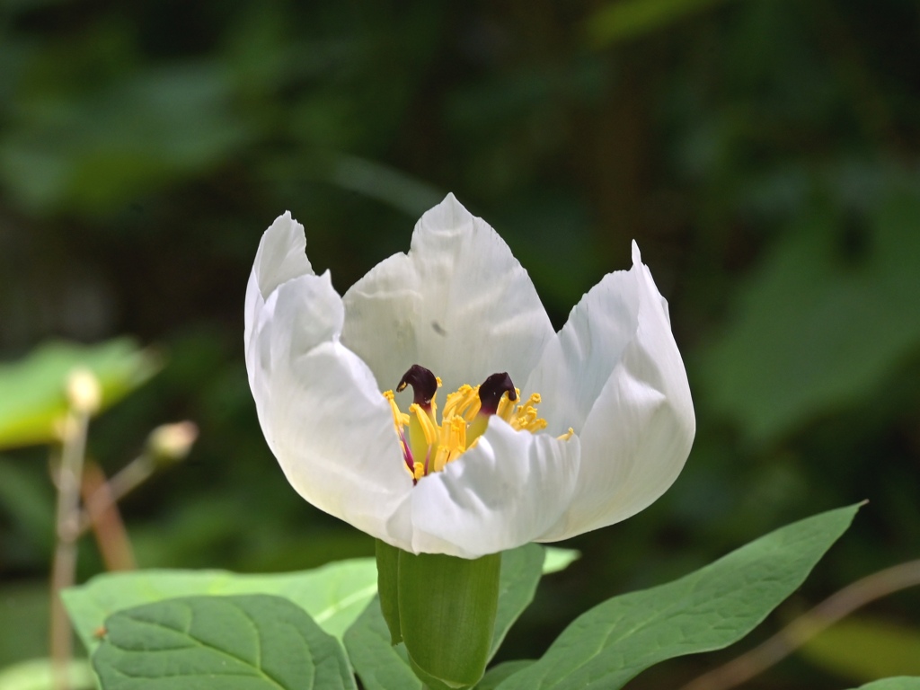 白花山芍薬。