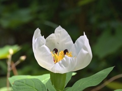 白花山芍薬。