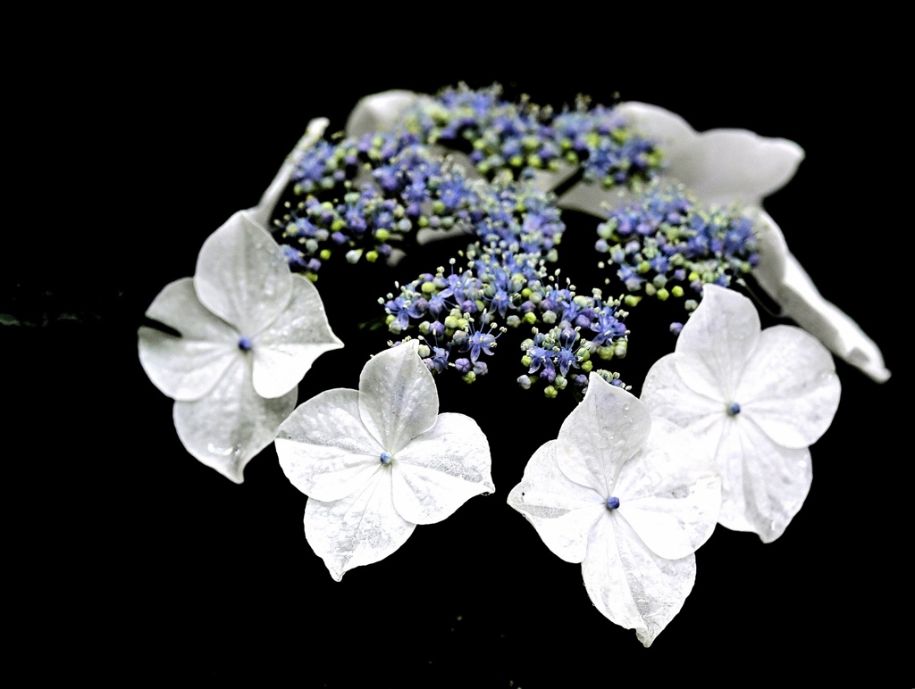甘茶。