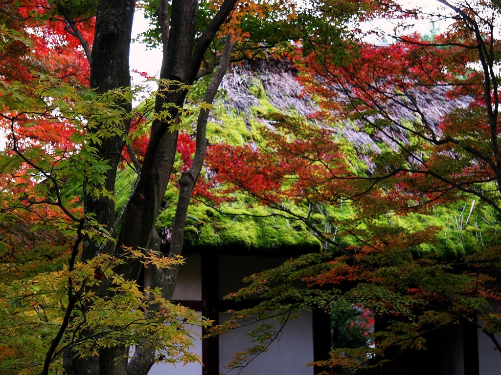 思い出の京都。嵯峨野…