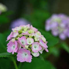 紫陽花。
