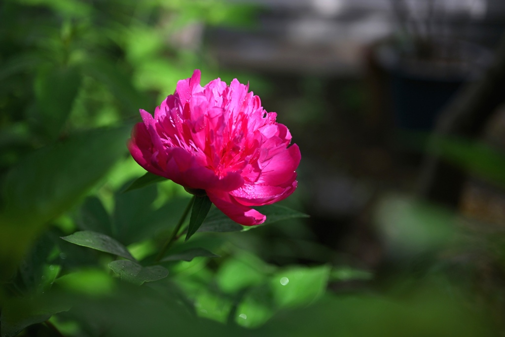 華麗・・芍薬。