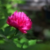 華麗・・芍薬。