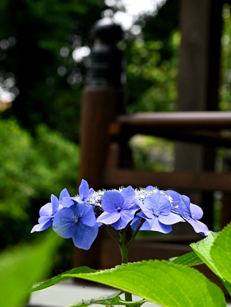 額の咲く回廊。