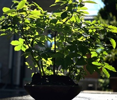 季節の盆栽④…夏の強い日差しを受けるコナラ寄植え。