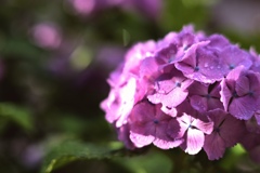 雨上がり…朝日を受けて。