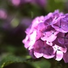 雨上がり…朝日を受けて。