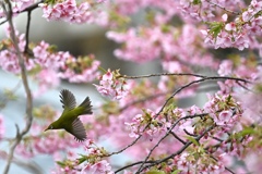 花から花へ…。