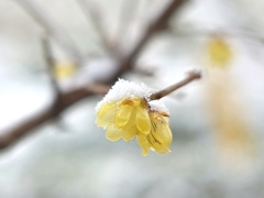 春なのに〜凍えるー!!。