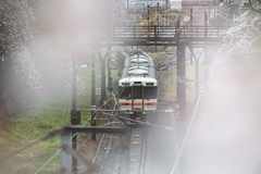 雨の桜並木を山北駅に向う御殿場線。