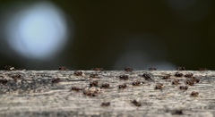 アリの行列…卵を持ちながら。