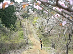桜咲く小仏城山登山道。