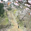 桜咲く小仏城山登山道。