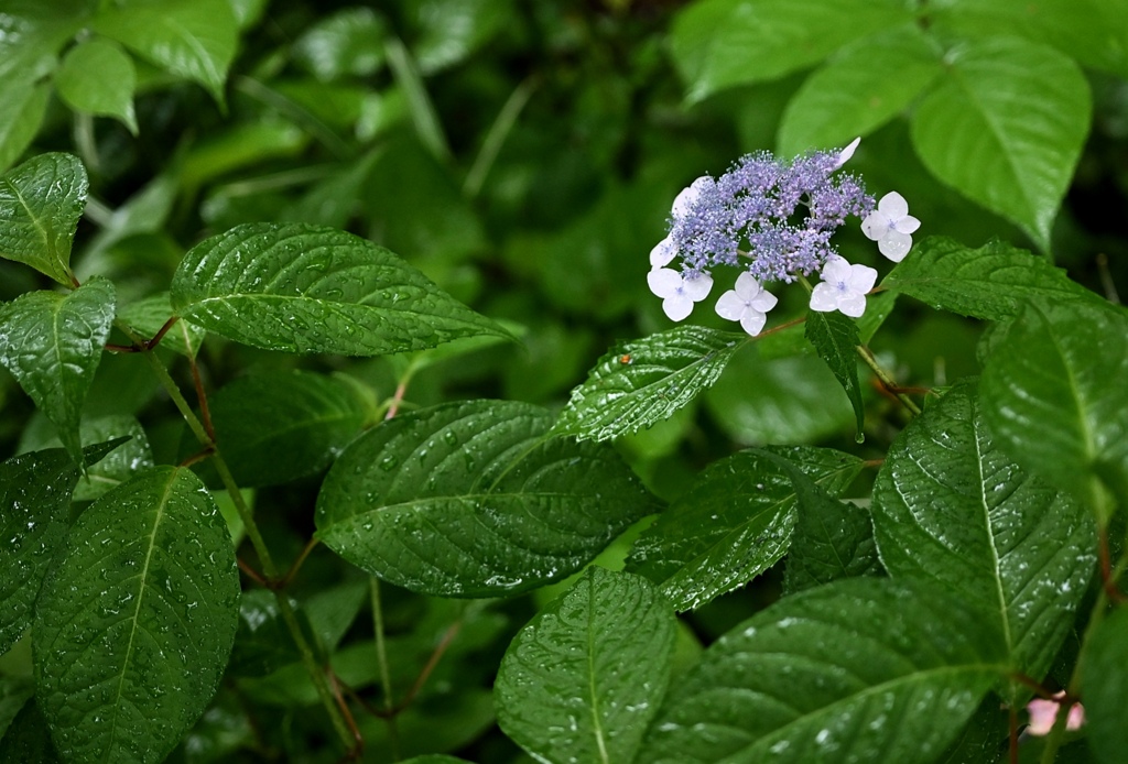 雨に濡れる甘茶。