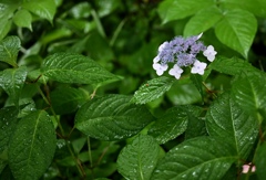 雨に濡れる甘茶。