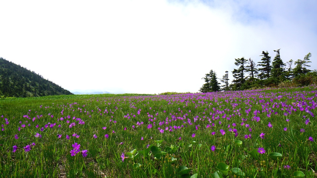 思い出の山行…ハクサンコザクラ（会津駒ケ岳）。