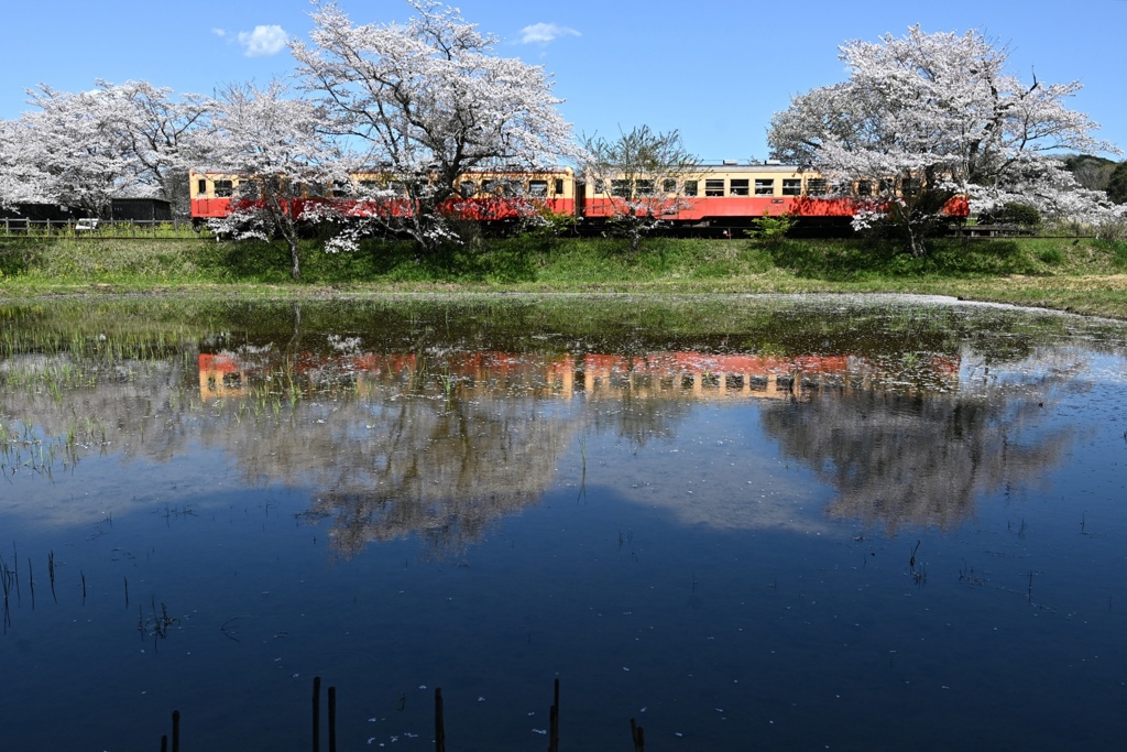 田んぼに映る桜と小湊鉄道キハ200形気動車。