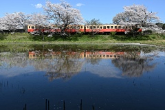 田んぼに映る桜と小湊鉄道キハ200形気動車。