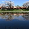 田んぼに映る桜と小湊鉄道キハ200形気動車。