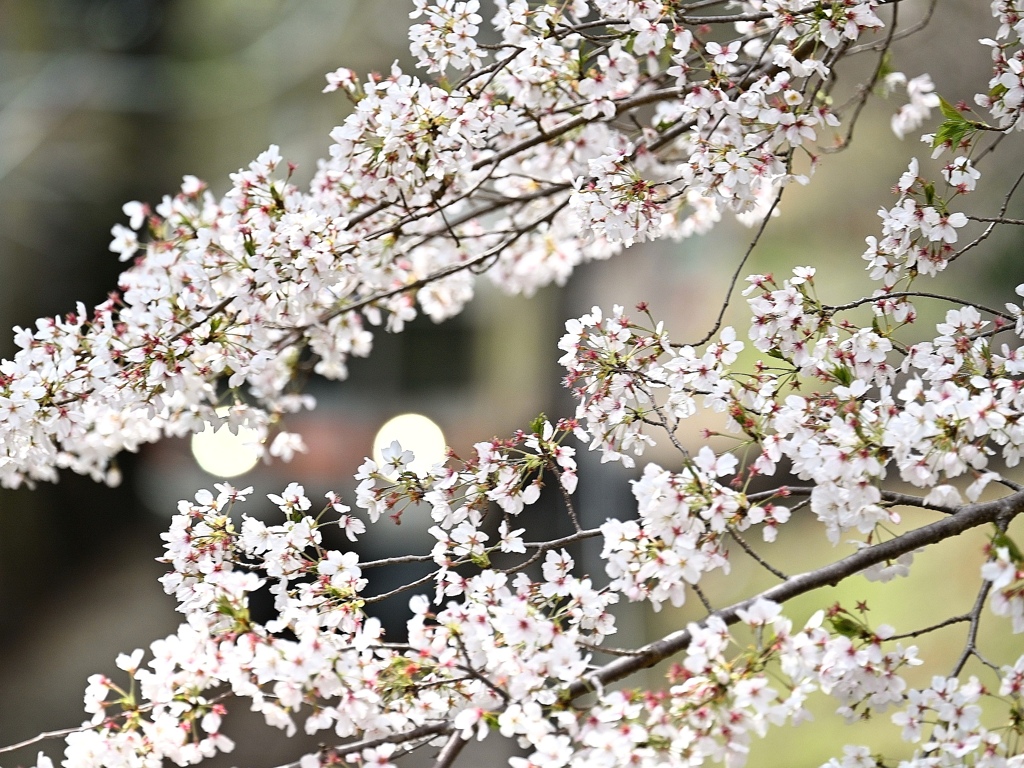 桜と御殿場線。